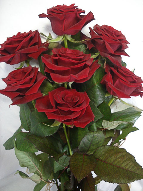 7 червени рози